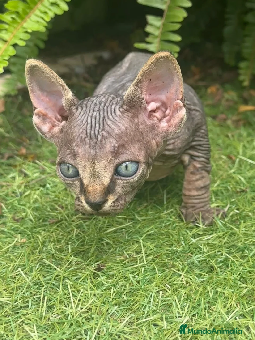 Sphynx gatos en venta: SPHYNX BLUE TABBY en Madrid - Anuncio 6