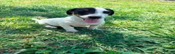 Jack Russell Terrier perros en venta: Jack Russell Terrier  - Anuncio 9