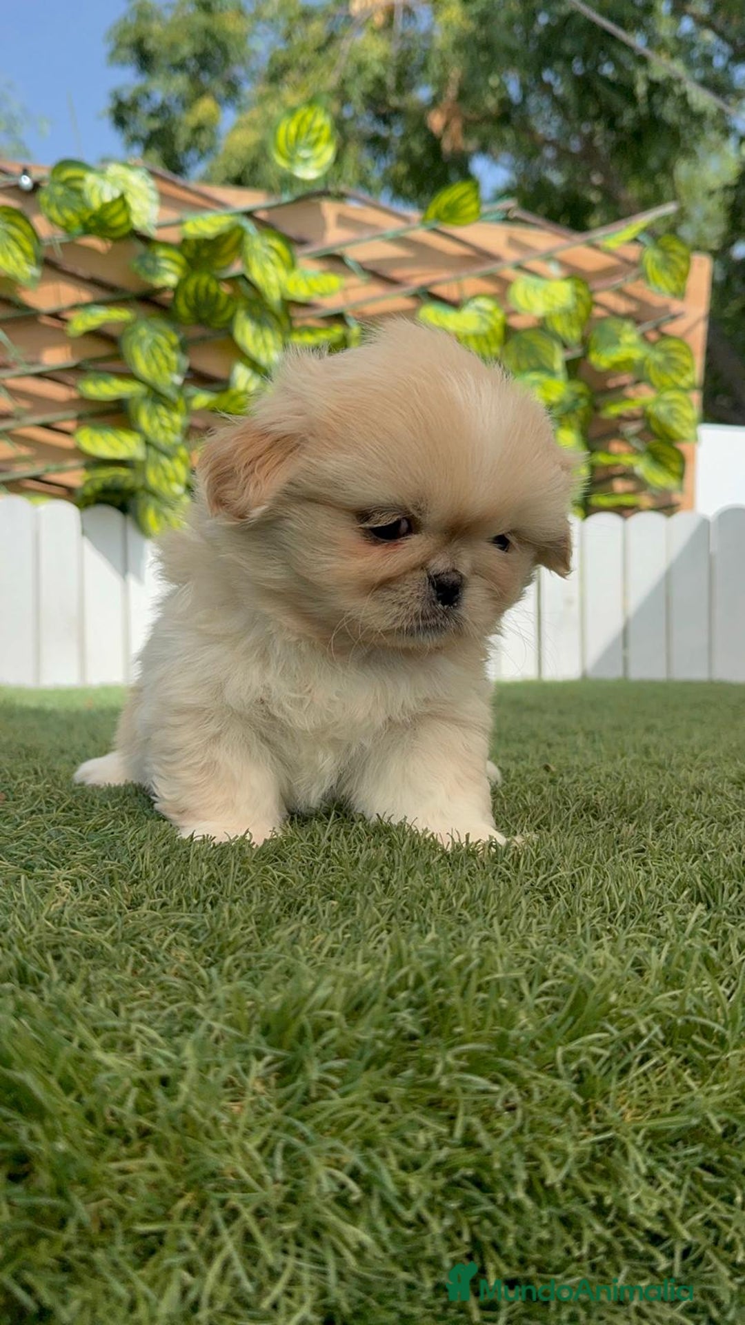 Pekinés perros en venta: PEKINES IMPERIAL HEMBRA - Imagen 8