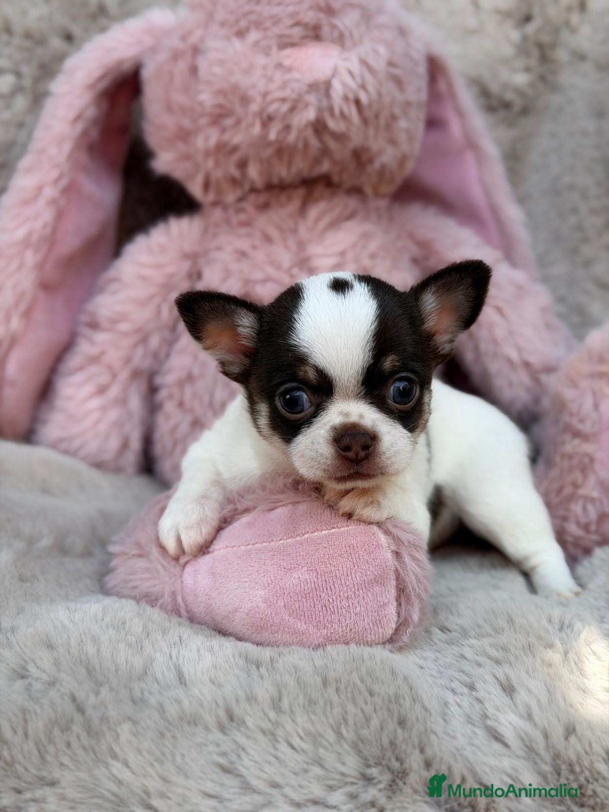 Chihuahua perros Preciosa Chihuahua 🐾 - Anuncio 1