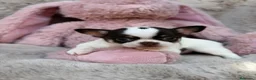 Chihuahua perros en venta: Preciosa Chihuahua 🐾 - Anuncio 1