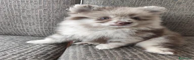 Spitz pequeño - Kleinspitz 2