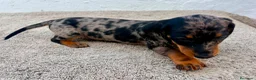 Teckel Miniatura perros en venta: Teckel kaninchen arlequín merle blue - Anuncio 3