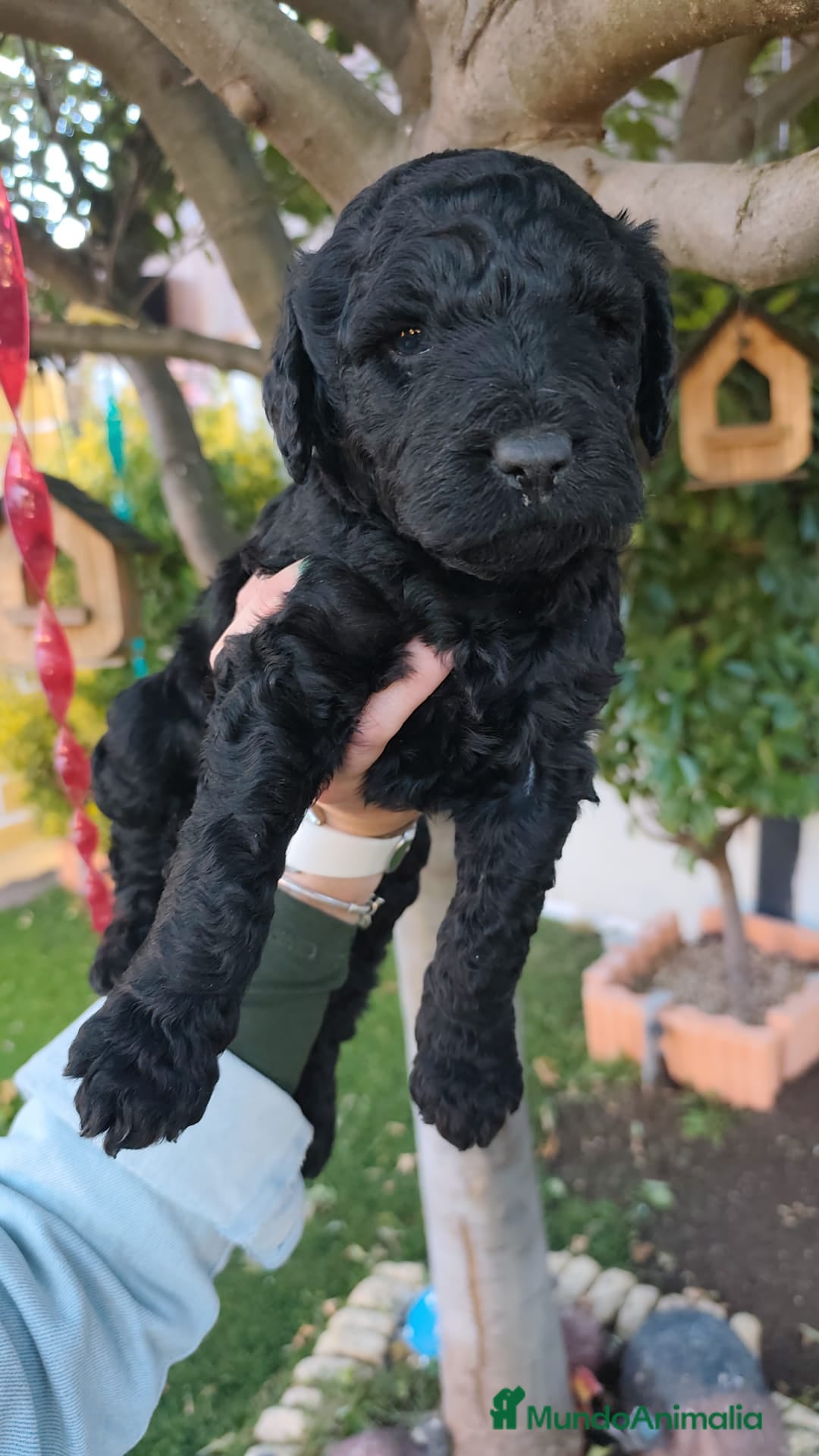 Perro de Agua Español perros en venta: Machos disponibles - Imagen 5