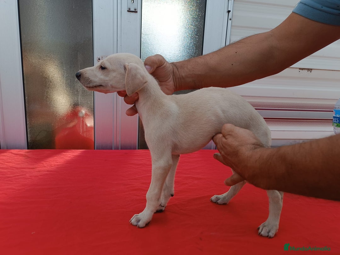 Galgo Español perros en venta: camada de galgo español  - Imagen 5