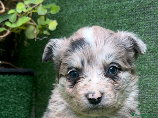 Border Collie perros en Málaga - Anuncio 22
