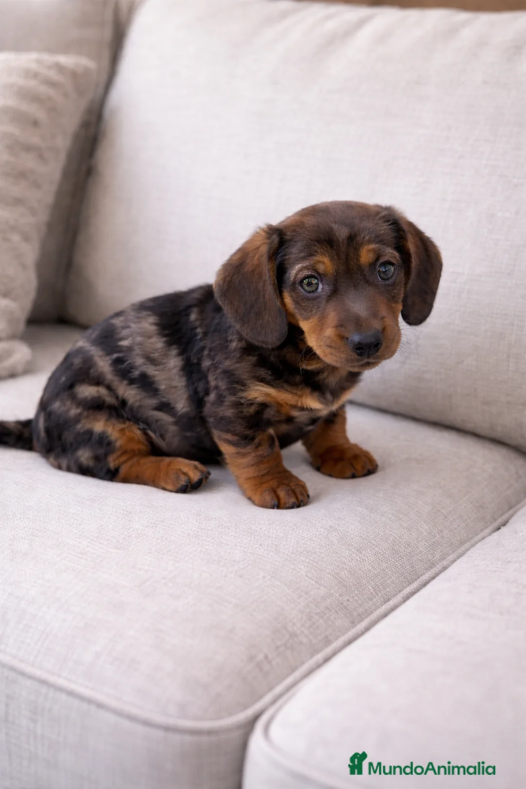 Teckel Miniatura perros en venta: Hembra teckel arlequin plata - Anuncio 1