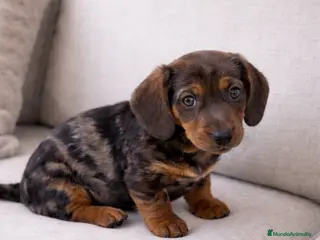 Teckel Miniatura perros Hembra teckel arlequin plata - Anuncio 1