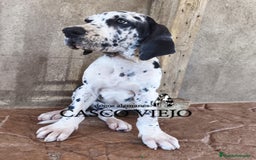 Dogo Alemán perros en venta: Cachorros de Dogo Alemán - Imagen 15
