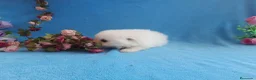Pomerania perros en venta: PRECIOSO CACHORITO DE POMERANIA TOY  - Anuncio 22