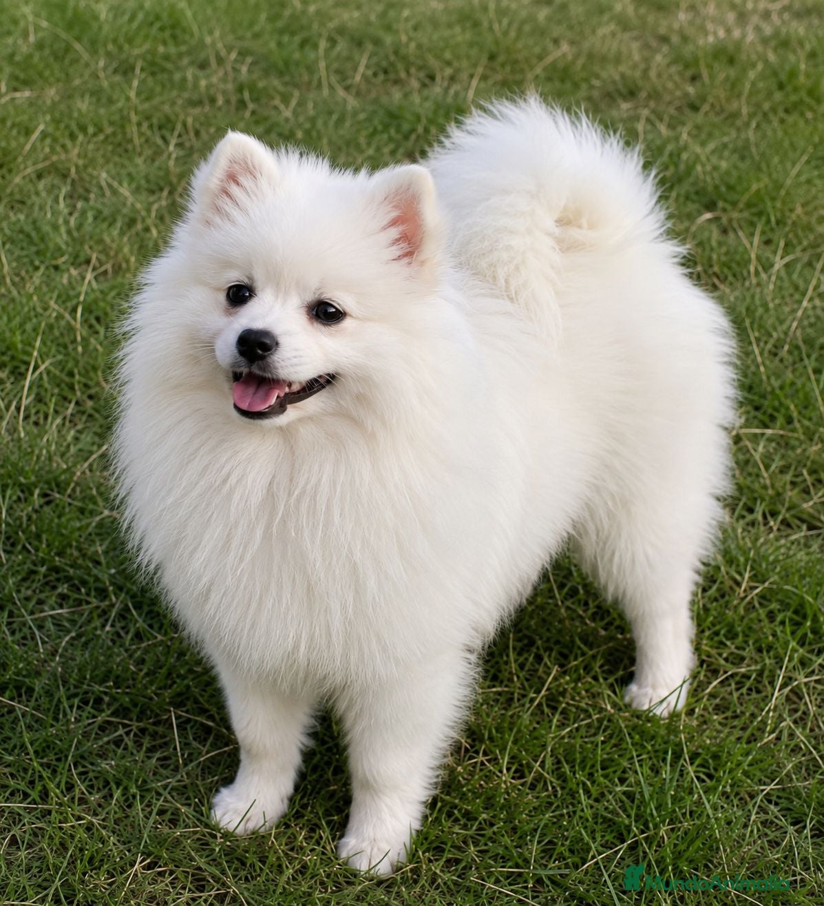 Spitz pequeño - Kleinspitz perros Pomerania kleinspitz pequeño - Anuncio 1