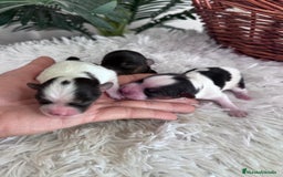 Yorkshire Terrier perros en venta: YORKSHIRE TERRIER BIEWER - Imagen 9