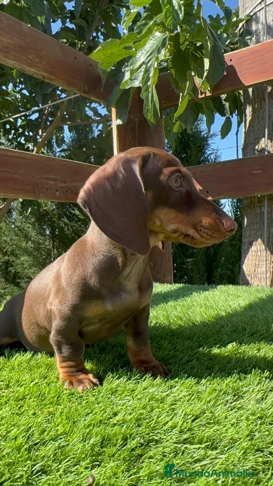 Teckel perros en venta: TECKEL MINIATURA HEMBRA - Imagen 26