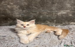 Maine Coon gatos en venta: Maine Coon Black Humo - Imagen 19