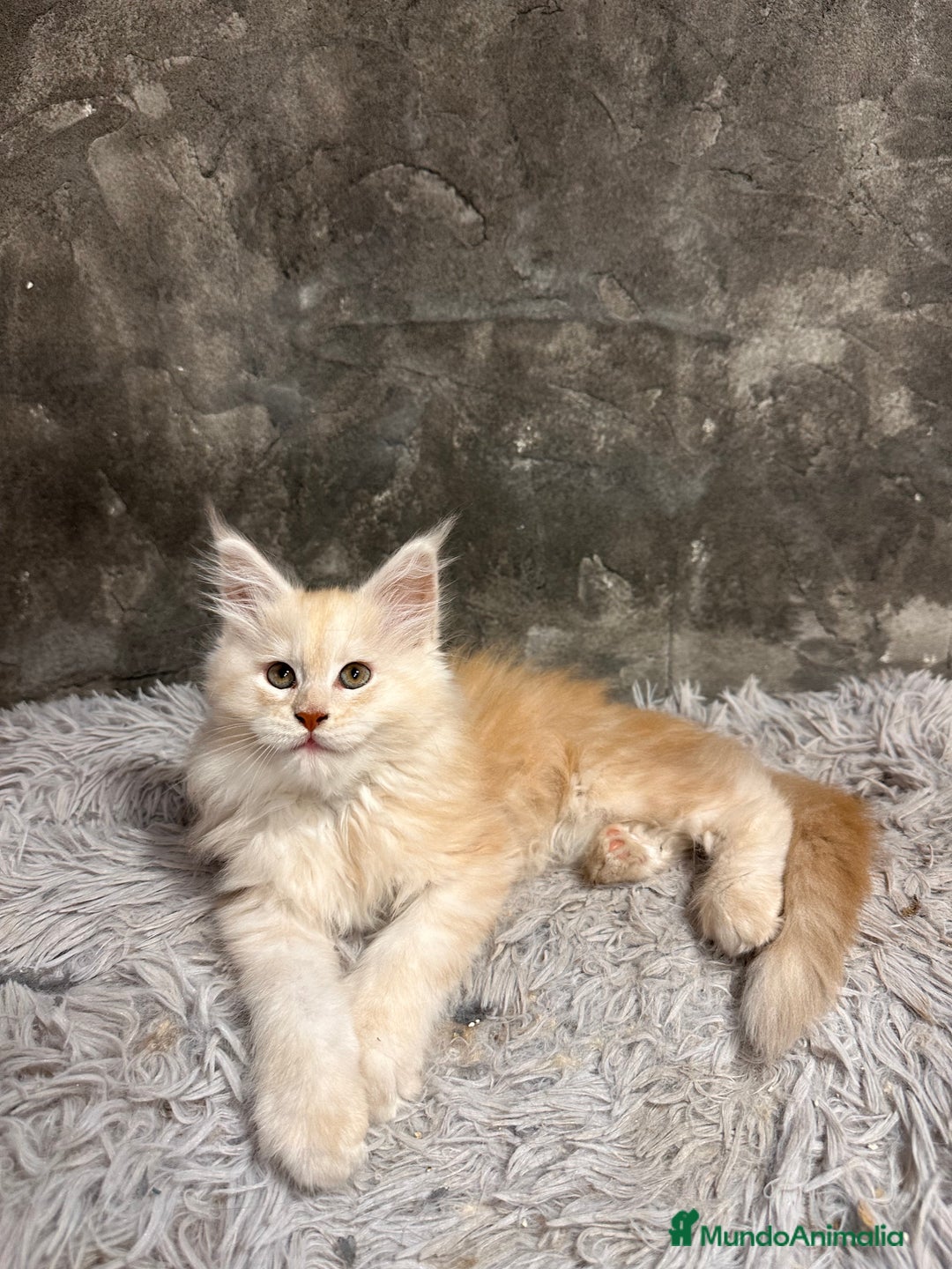 Maine Coon gatos en venta: Maine Coon Black Humo - Imagen 19