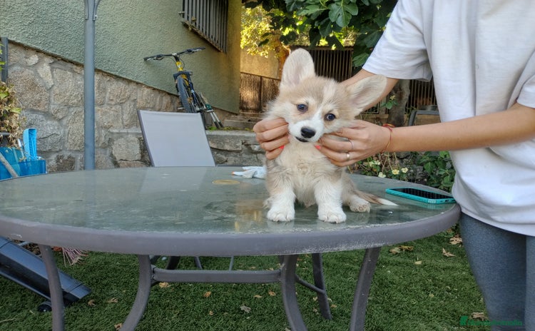 Welsh Corgi Pembroke perros - Propaganda 1