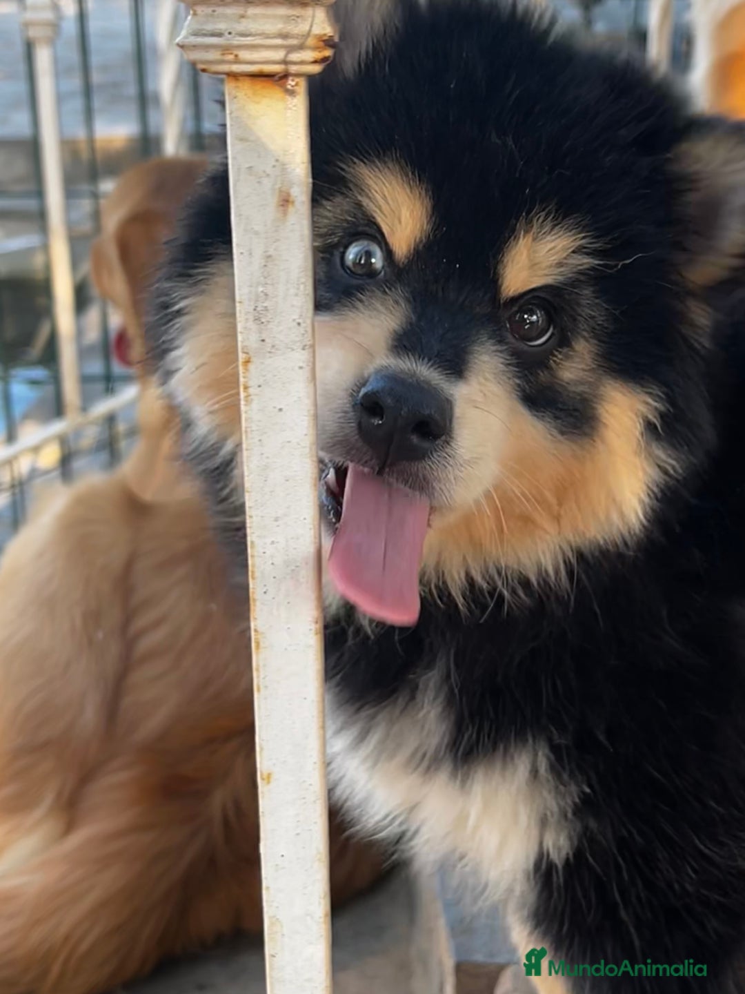 Pomsky perros en venta: Pomsky miniatura - Imagen 2