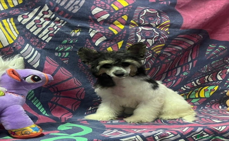 Perro Crestado Chino perros - Anuncio 1