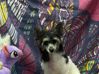 Perro Crestado Chino perros - Anuncio 2