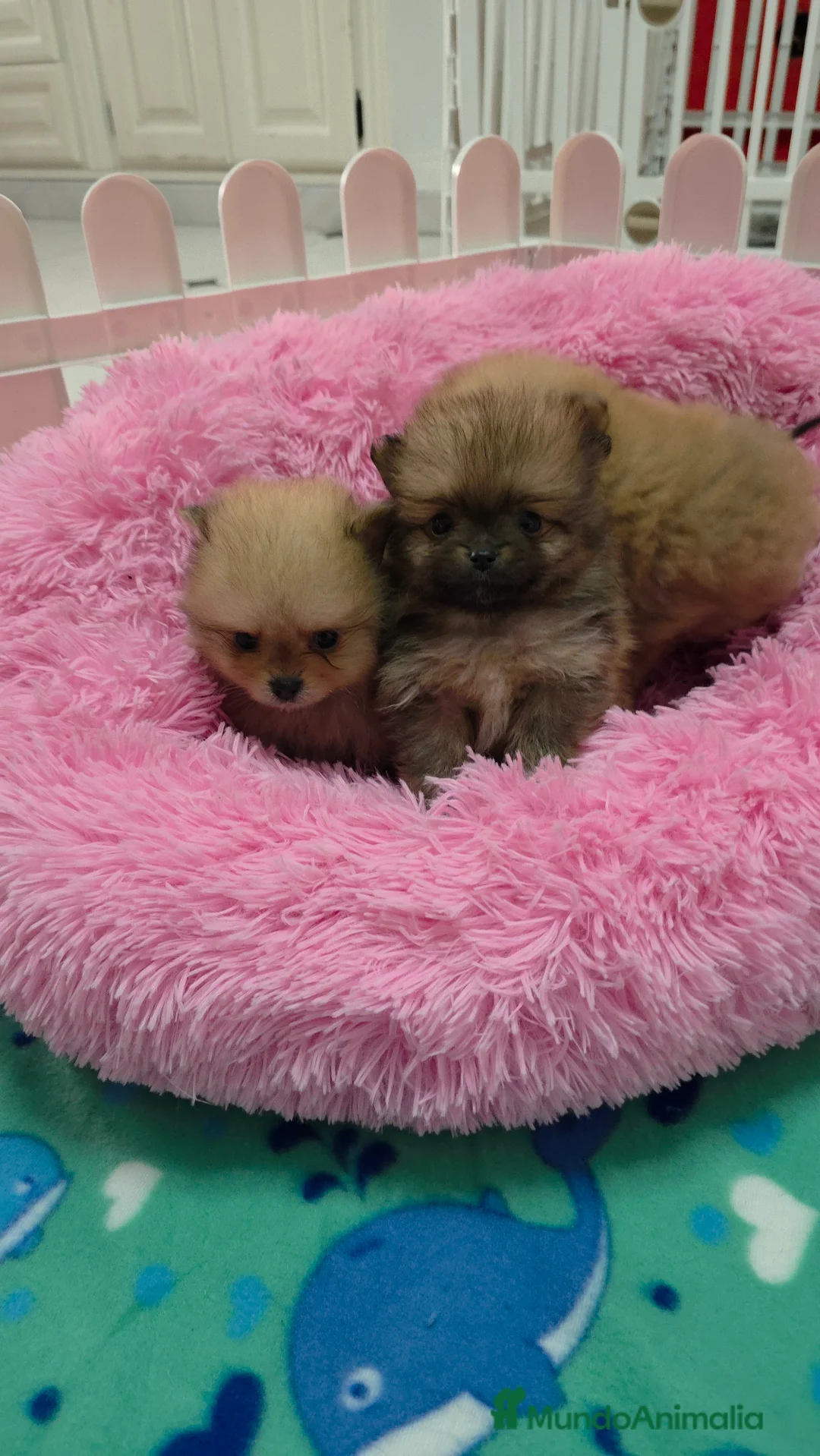 Pomerania perros en venta: Lulus pomerania exoticos - Anuncio 7