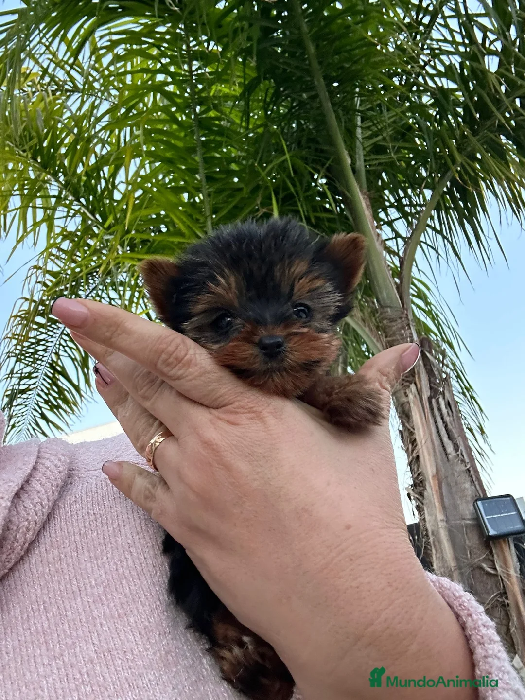 Yorkshire Terrier perros en venta: Yorkshire toy - Anuncio 1
