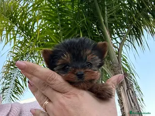 Yorkshire Terrier perros Yorkshire toy - Anuncio 1