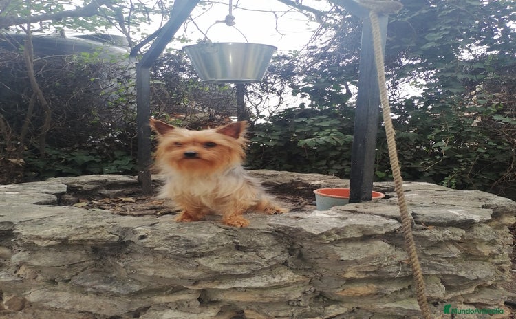 Yorkshire Terrier perros Cachorros yorkshire terrier - Anuncio 2