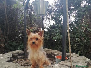 Yorkshire Terrier perros Cachorros yorkshire terrier - Anuncio 27