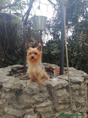 Yorkshire Terrier perros Cachorros yorkshire terrier - Anuncio 3