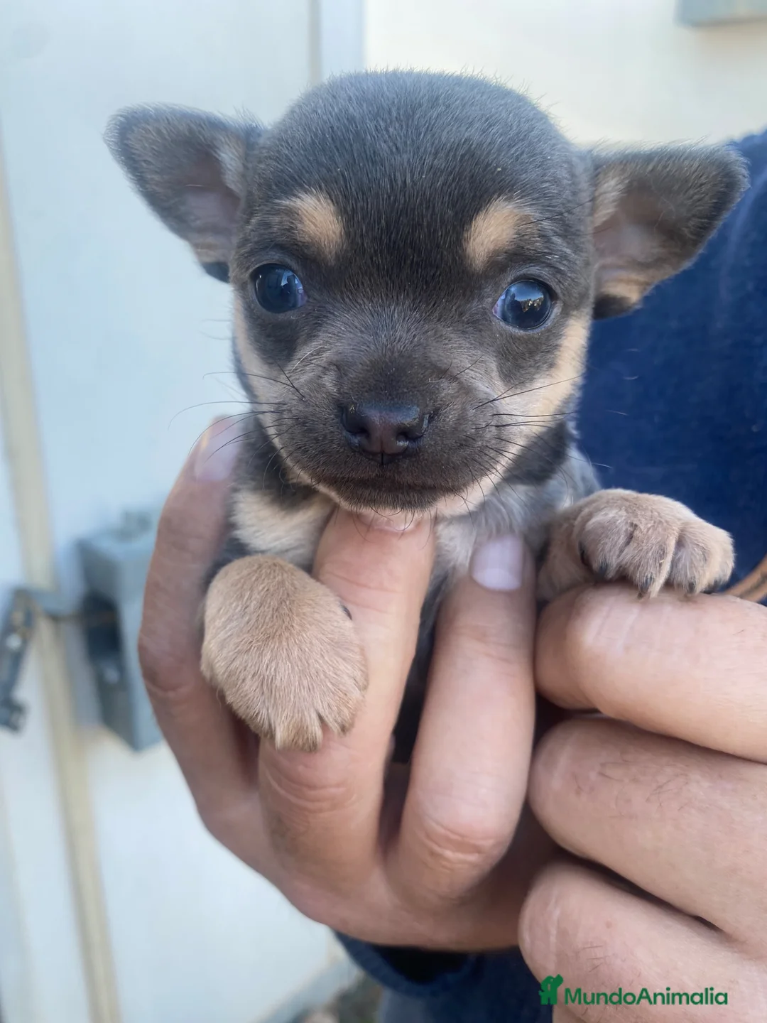 Chihuahua perros en venta: Chihuahuas machitos exoticos - Anuncio 2