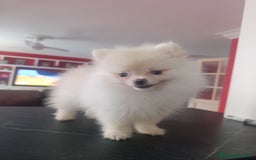 Pomerania perros en venta: Pomerania linea rusa Toy  - Imagen 3