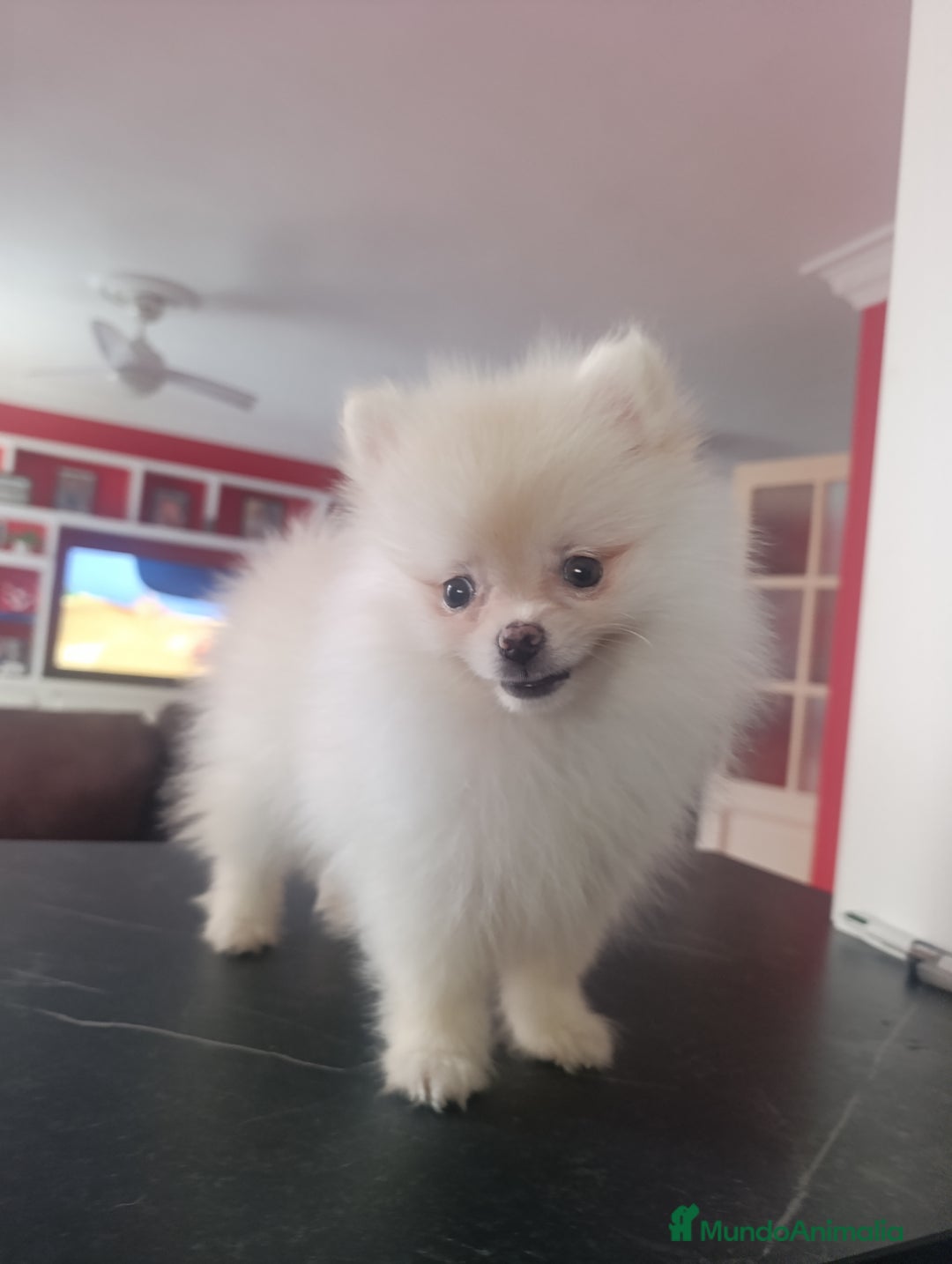 Pomerania perros en venta: Pomerania linea rusa Toy  - Imagen 3