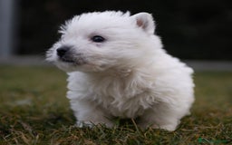 West Highland White Terrier perros en venta: Camada Westy - Imagen 4