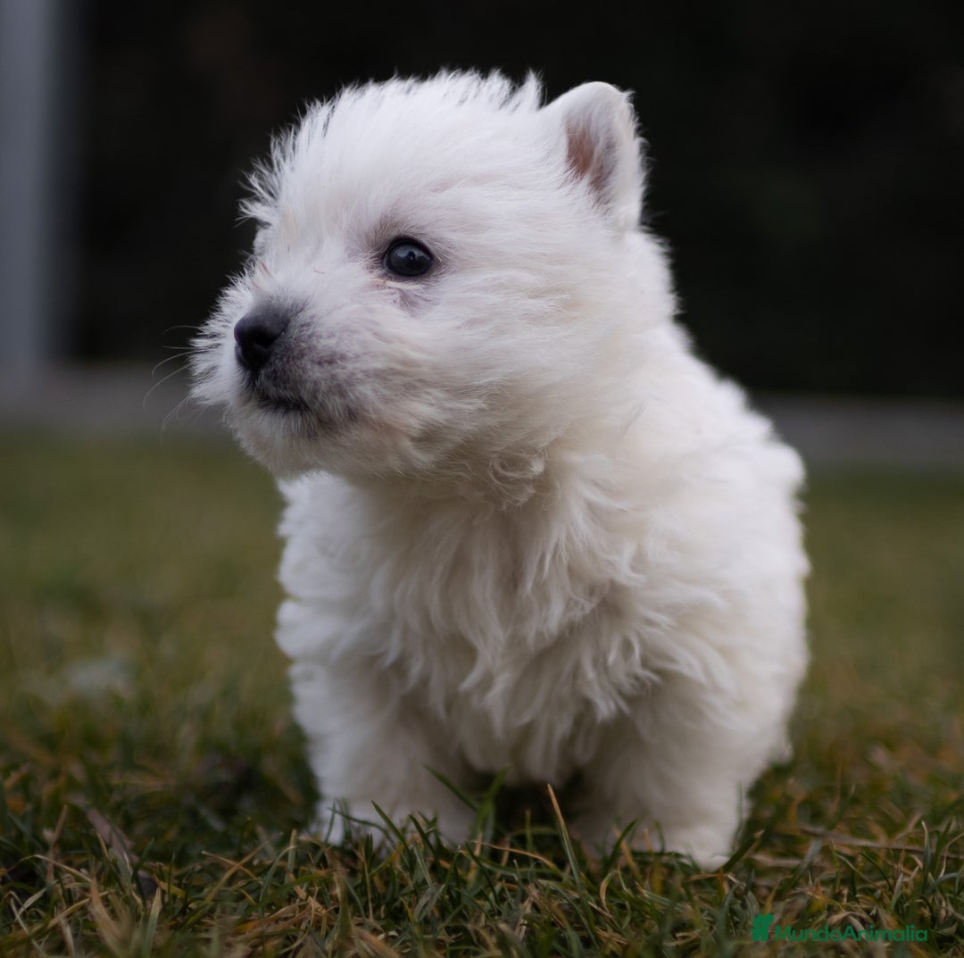 West Highland White Terrier perros en venta: Camada Westy - Imagen 4