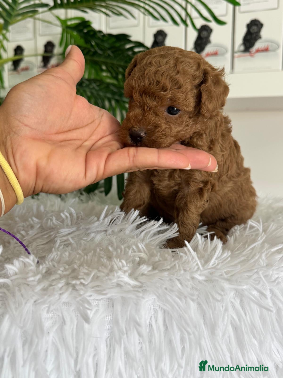 Caniche Toy perros en venta: CANICHE ROJO - Anuncio 11