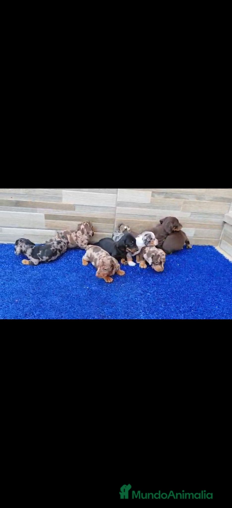 Teckel perros Teckel Arlequínes y Negros fuego - Anuncio 21