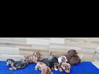 Teckel perros Teckel Arlequínes y Negros fuego - Anuncio 21
