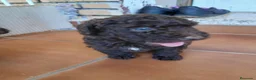 Perro de Agua Español perros en venta: Cachorros de Perro de agua  - Anuncio 2