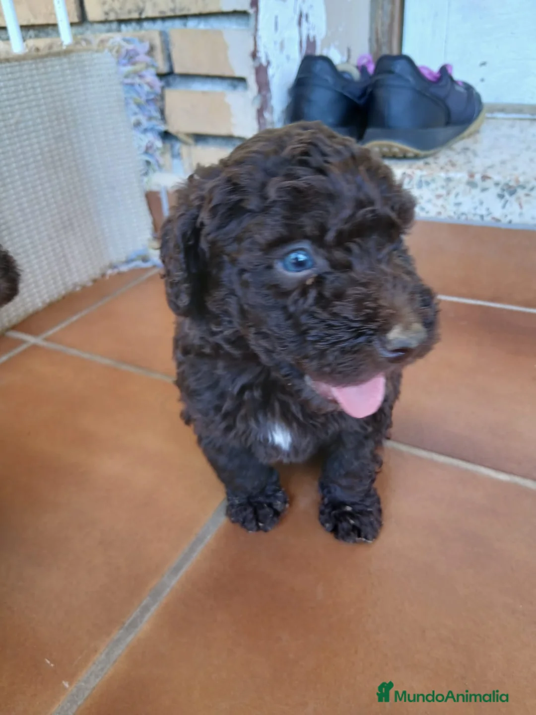 Perro de Agua Español perros en venta: Cachorros de Perro de agua  - Anuncio 2