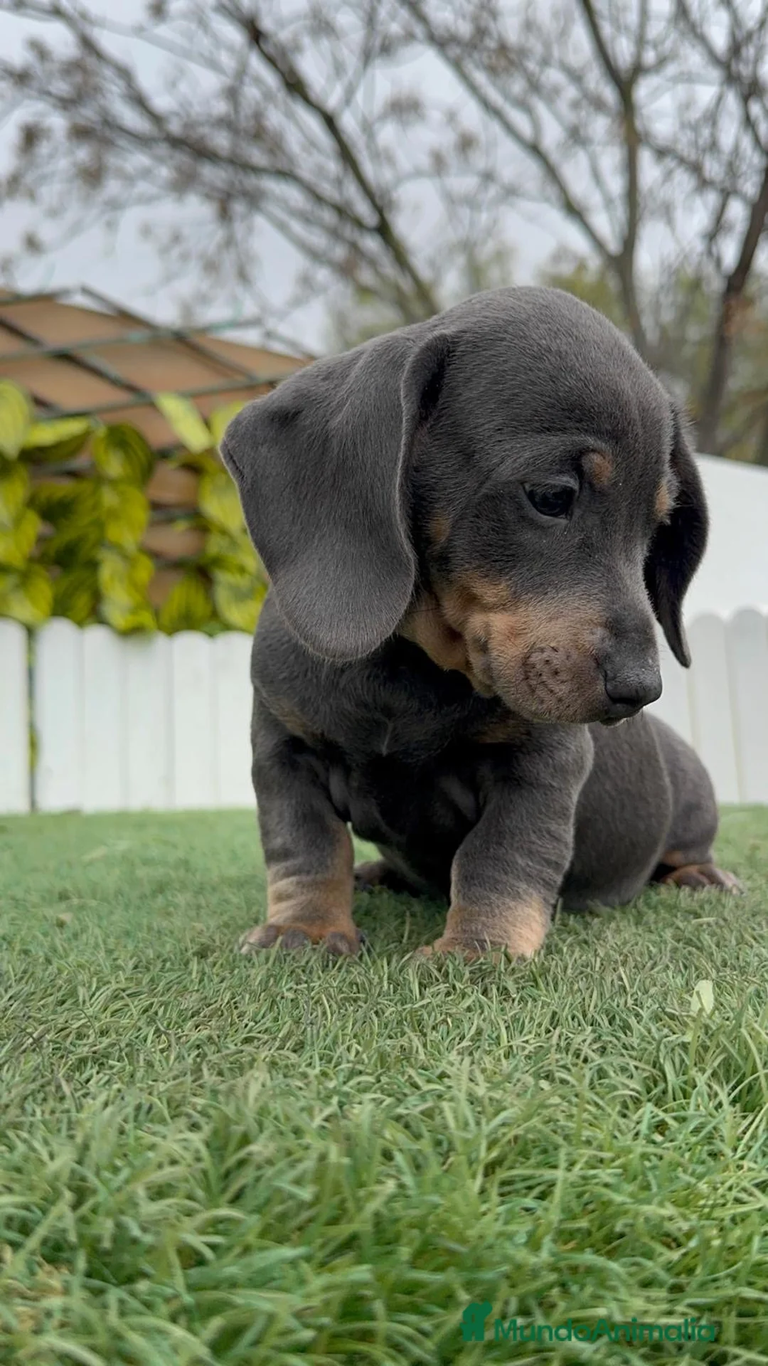 Teckel Miniatura perros en venta: TECKEL MINIATURA BLUE - Anuncio 2