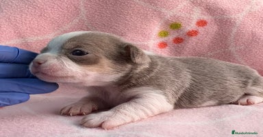 Chihuahua perros - Anuncio 3