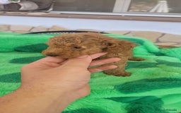 Caniche Toy perros en venta: CANICHES CALIDAD Y SELECCIÓN  - Imagen 3