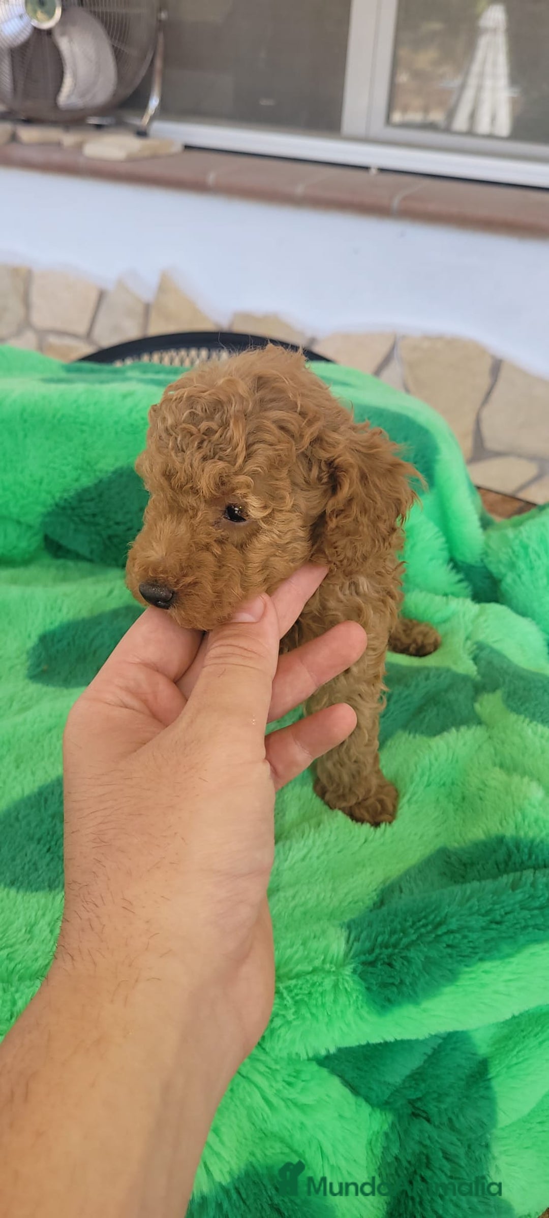 Caniche Toy perros en venta: CANICHES CALIDAD Y SELECCIÓN  - Imagen 3
