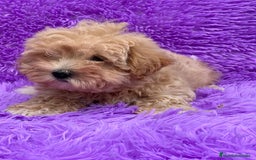 Maltipoo perros en venta: MALTIPOO TOY DISPONIBLES - Imagen 4