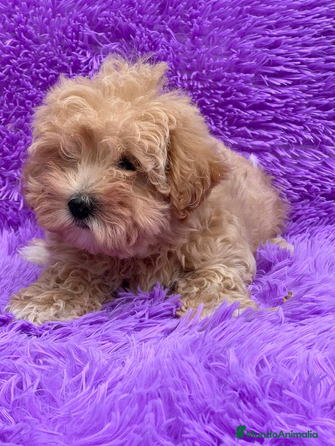 Maltipoo perros en venta: MALTIPOO TOY DISPONIBLES - Imagen 4
