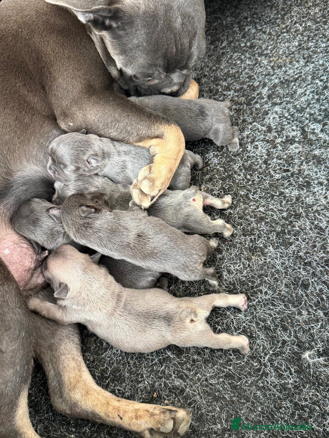 Bulldog Francés perros en venta: Bulldog francés  - Imagen 6