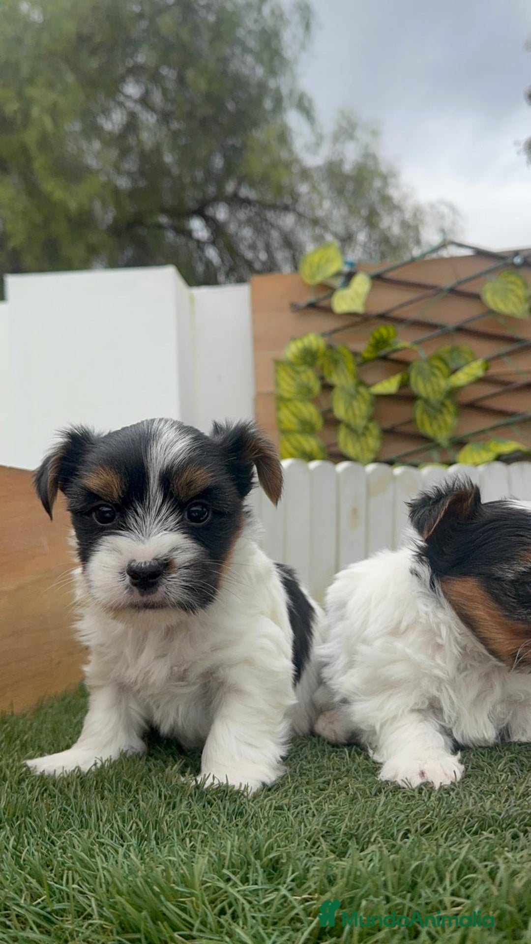 Yorkshire Terrier perros en venta: YORKSHIRE BIEWER MACHO - Anuncio 17
