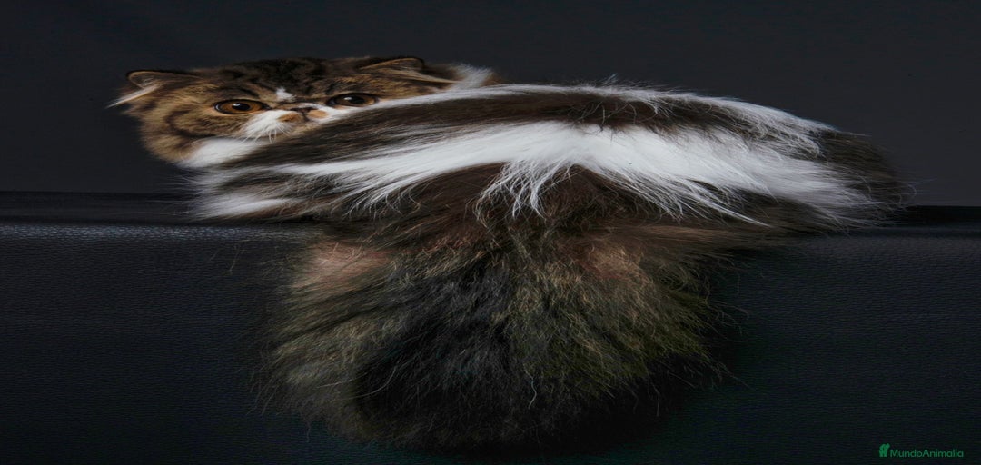 Imagen de galería {{count}}