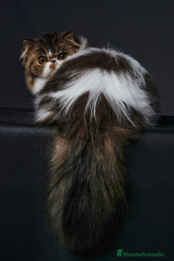 Imagen de galería {{count}}