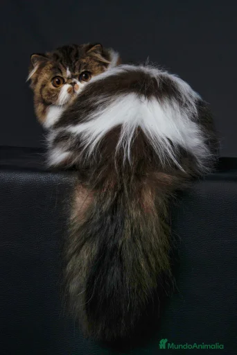 Imagen de galería {{count}}